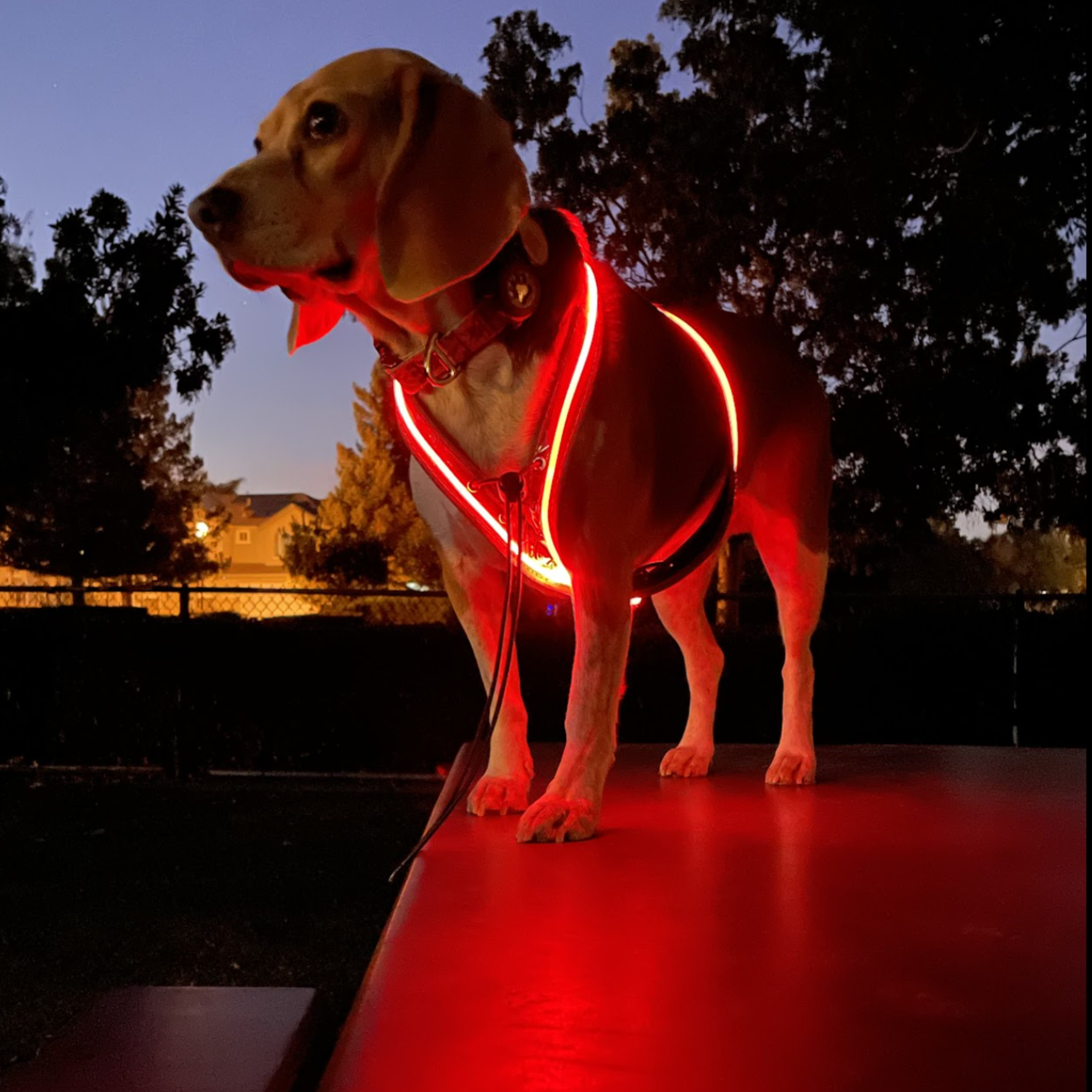 Light Active® Dog Harness